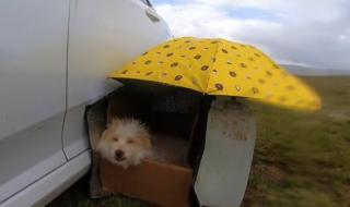 我想有个窝 我想有个窝